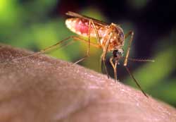 West Nile Virus