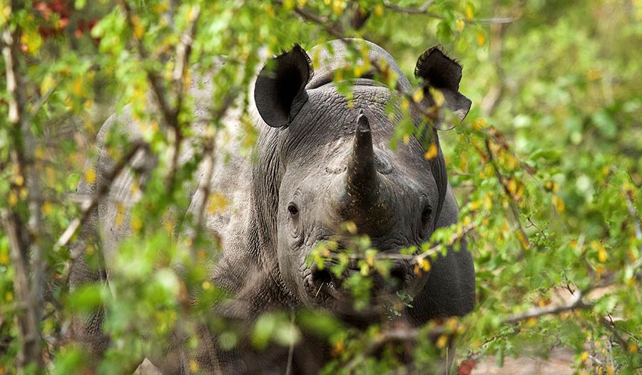 Endangered_Black_Rhino-apha-200612.jpg