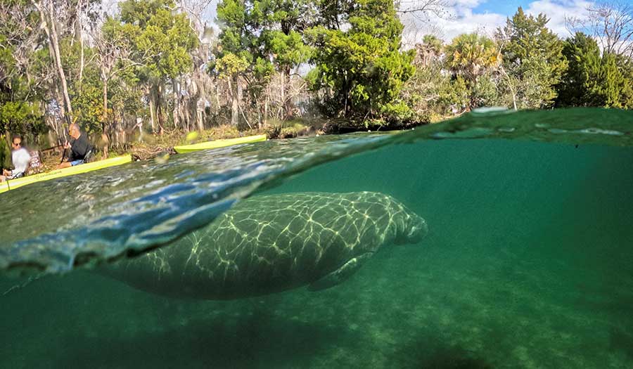 Manatees_Dying_Off-apha-230127.jpg