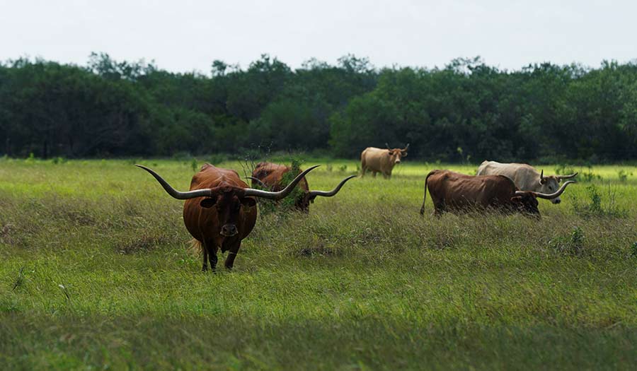 Texas_Cattle_Country-apha-250815.jpg