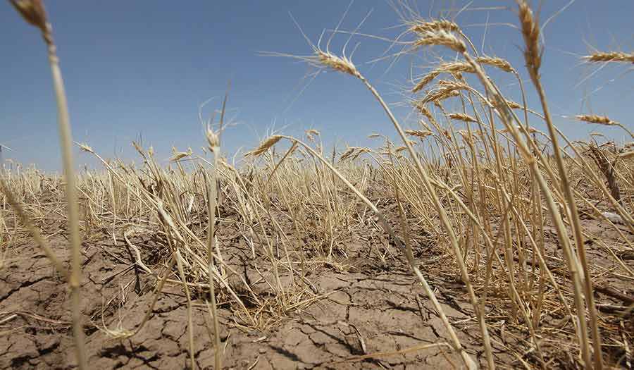 Wheat_Crop_Drought-apha-210915.jpg