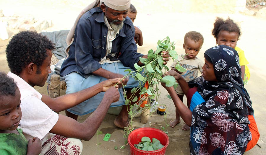 Yemenis eat leaves to stave off famine amidst civil war 