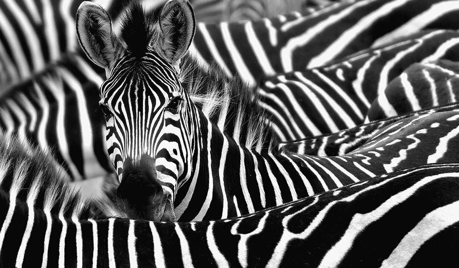 zebra with pink stripes